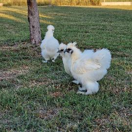Galline moroseta