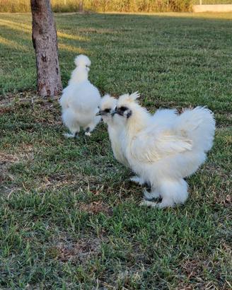 Galline moroseta