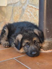 Cuccioli Pastore Tedesco