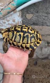 Tartaruga di terra