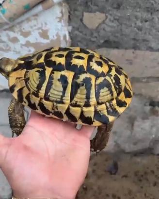 Tartaruga di terra