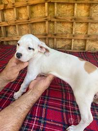 Cuccioli bulldog americani