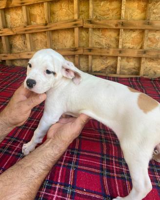 Cuccioli bulldog americani