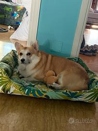 Welsh Corgi Pembroke per accoppiamento