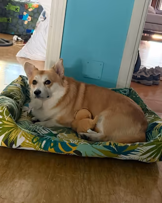 Welsh Corgi Pembroke per accoppiamento