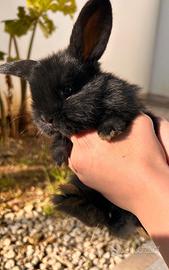 Cucciolo Coniglio ariete nano