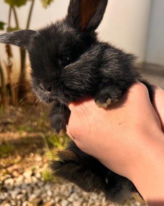 Cucciolo Coniglio ariete nano