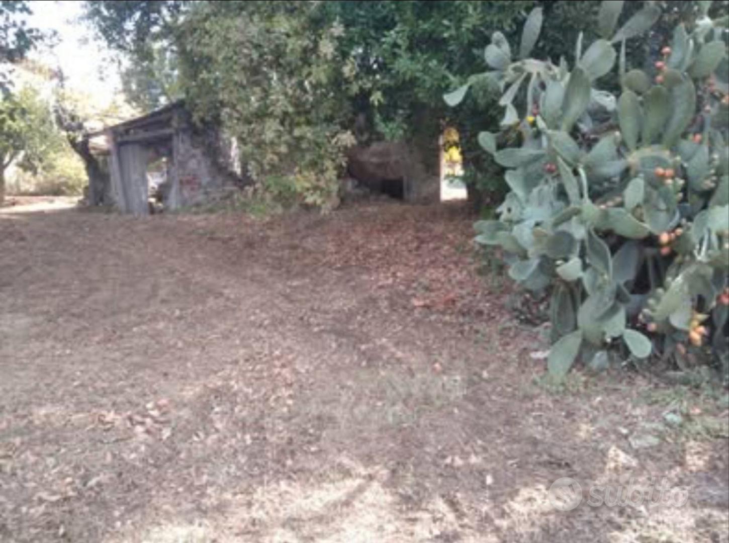 Terreno edificabile con uliveto - Ansicht 2