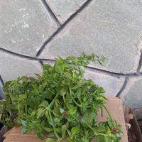 Pianta perenne Aptenia