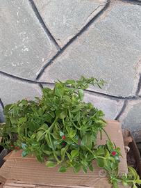 Pianta perenne Aptenia