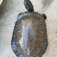 Tartaruga acquatica Pseudemys Concinna