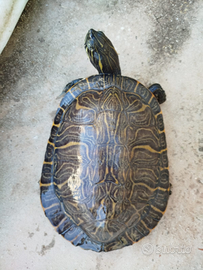 Tartaruga acquatica Pseudemys Concinna