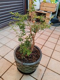 Pianta Bonsai Melograno 