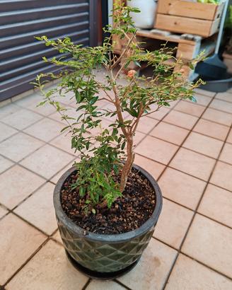 Pianta Bonsai Melograno 