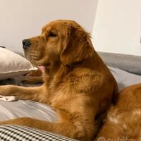 Splendida Golden Retriever Americano