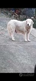 Pastore abruzzese