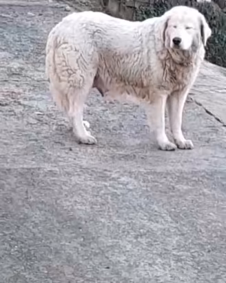 Pastore abruzzese