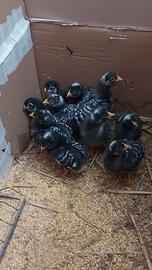 Pulcini Amrock Marans