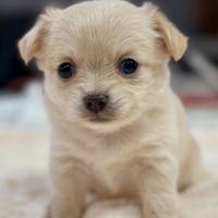 Chihuahua pelo lungo