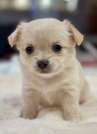 Chihuahua pelo lungo