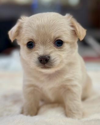 Chihuahua pelo lungo