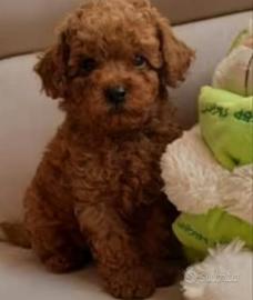 Barboncini mini toy red