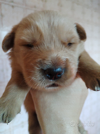Cucciola di Golden Retriever