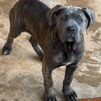 Cane corso