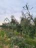 terreno-agric-a-la-californiabibbona