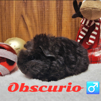 Cavia di razza con pedigree