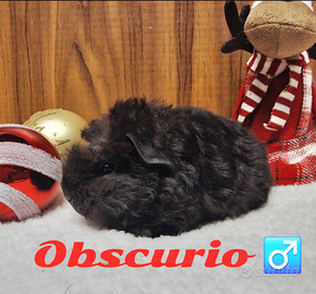 Cavia di razza con pedigree