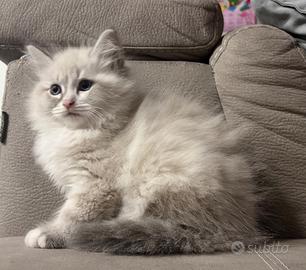 Cucciolo Gatto Siberiano Maschio