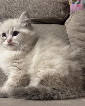Cucciolo Gatto Siberiano Maschio