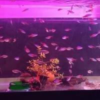 pesci acquario