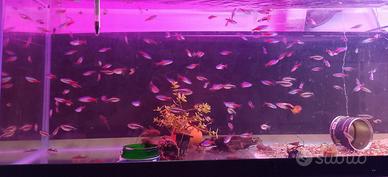 pesci acquario