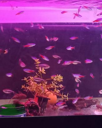 pesci acquario