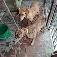 Muta cani da seguita su ungulati