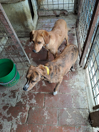 Muta cani da seguita su ungulati