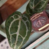 Anthurium Michelle by DocBlock