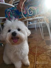 Maltese per Monta