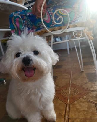 Maltese per Monta