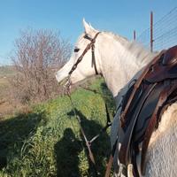 Cavalla araba