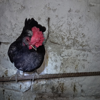 Gallo nano padovano 6 mesi