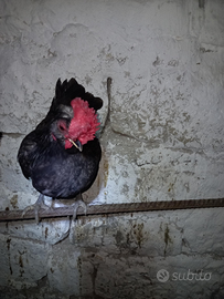 Gallo nano padovano 6 mesi