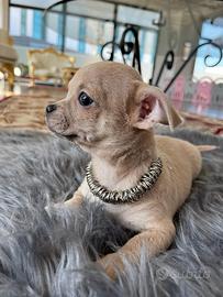 Chihuahua toy