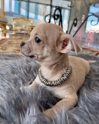 Chihuahua toy