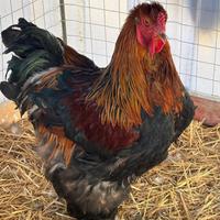 Gallo gigante brahma