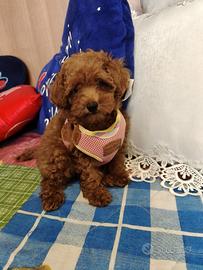 Barboncina cucciola 3 mesi