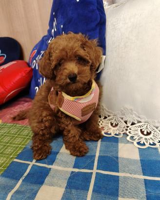 Barboncina cucciola 3 mesi