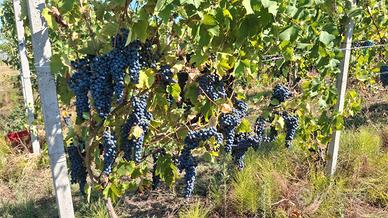 Azienda agricola + vigneti + fabbricati Val Tidone